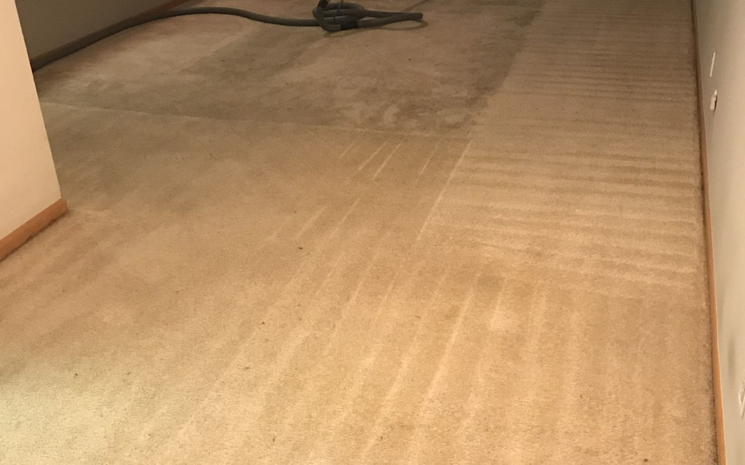 Carpet Cleaning Before/After