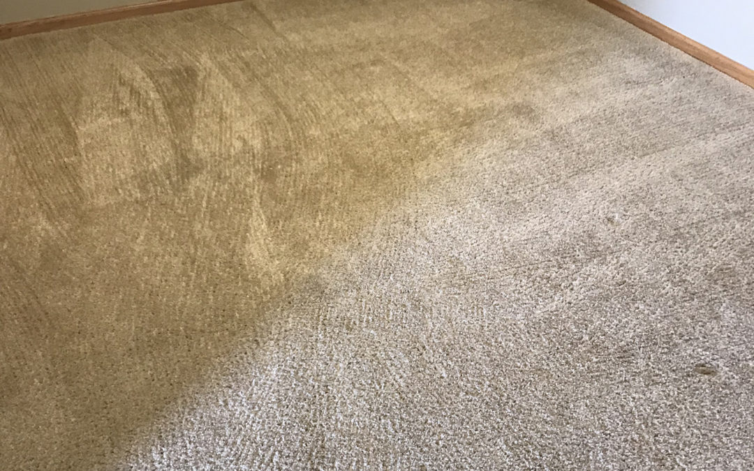 Carpet Cleaning Before/After 2